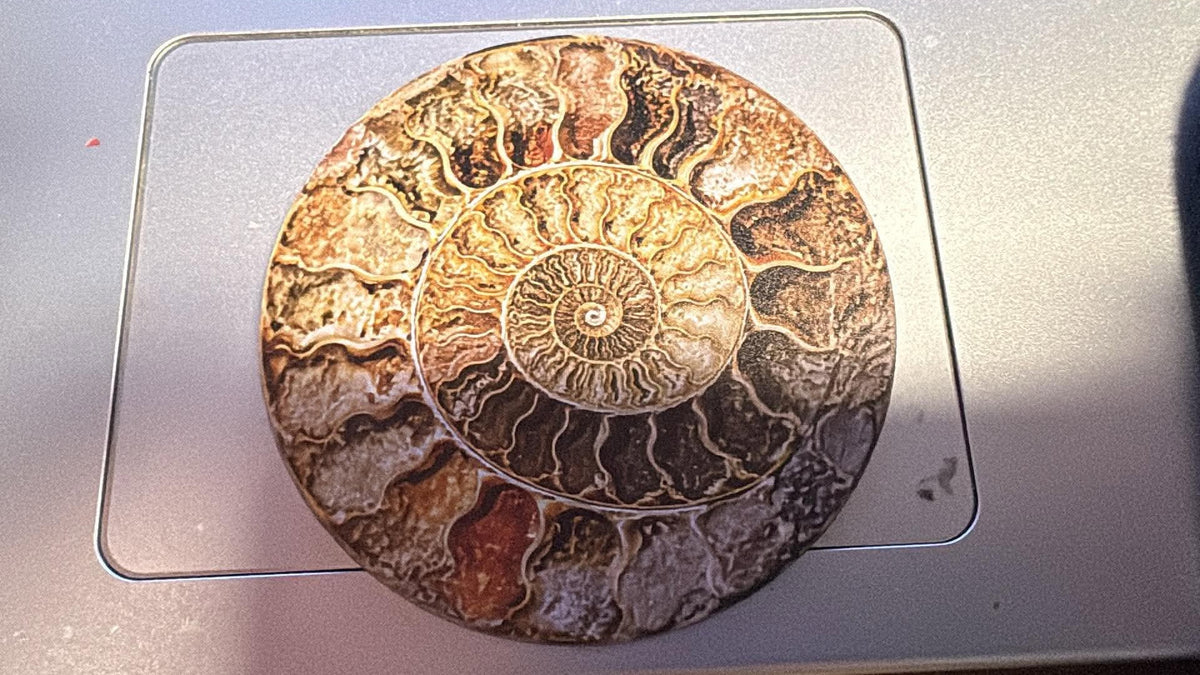 Acrylic Ammonite 2d magnet