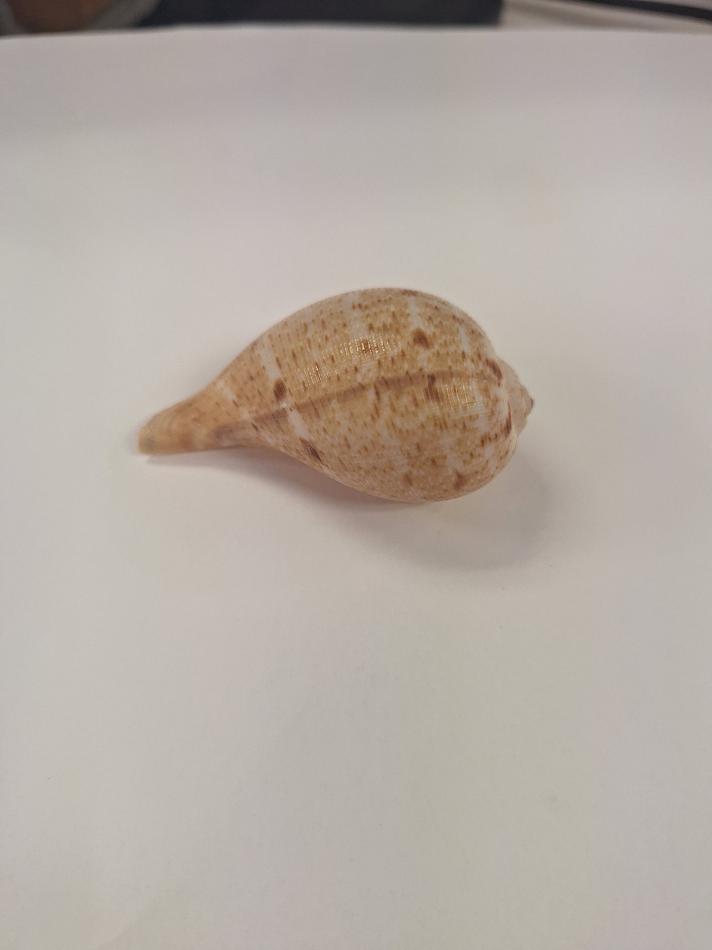 Shell, Periwinkle