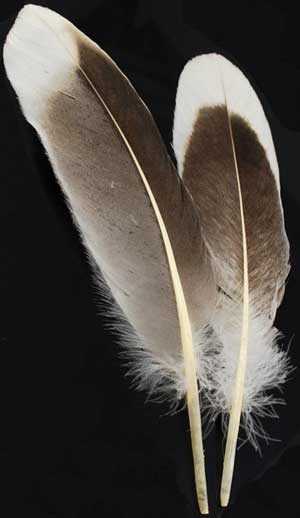 Smudging Feather  Gray Goose