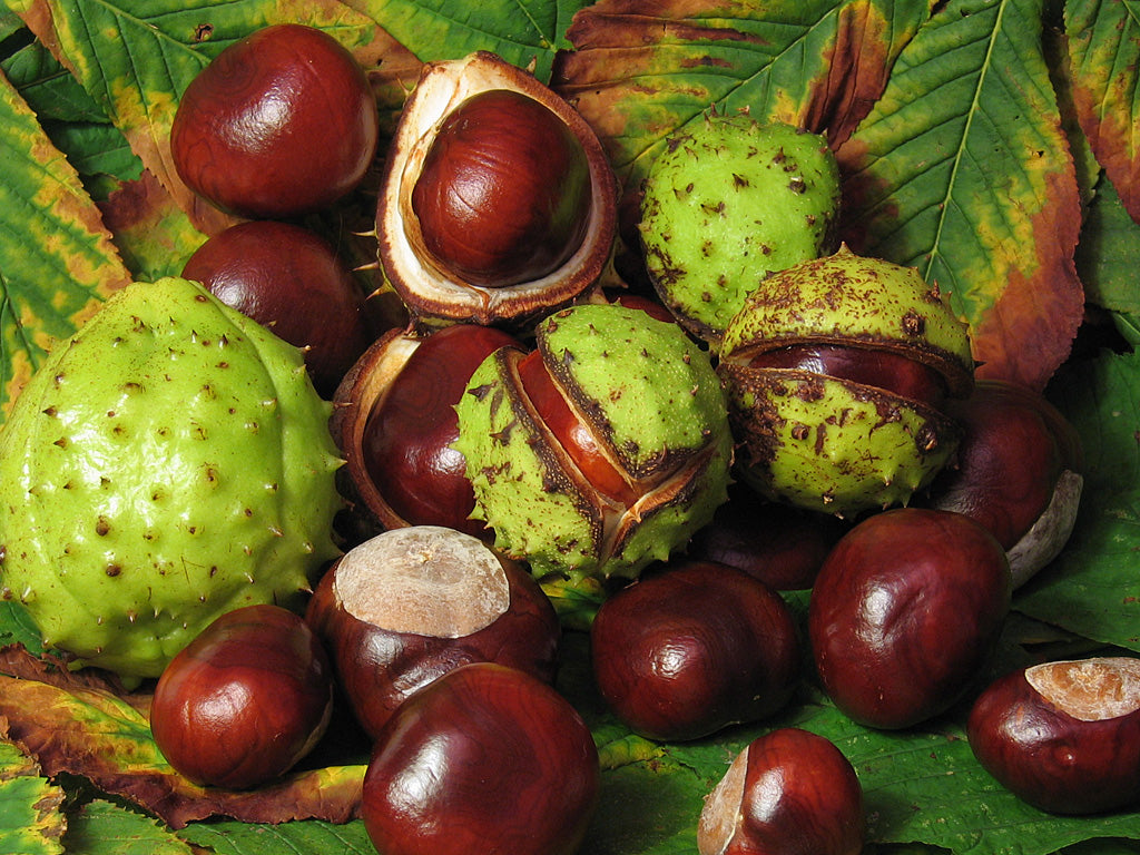 Horse Chestnut cut (Aesculus hippocastanum)