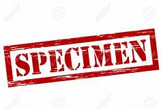 Specimen, Amethyst Geode