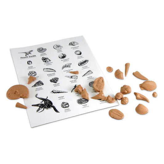 Fossil Kit, 21 piece