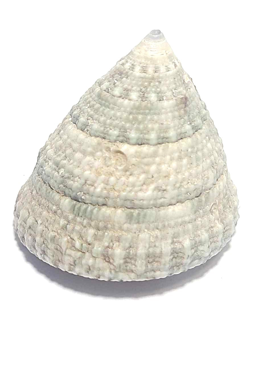 Pointed Seashell, 1.5 inch