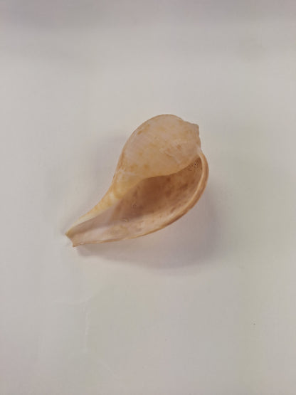 Shell,  Periwinkle