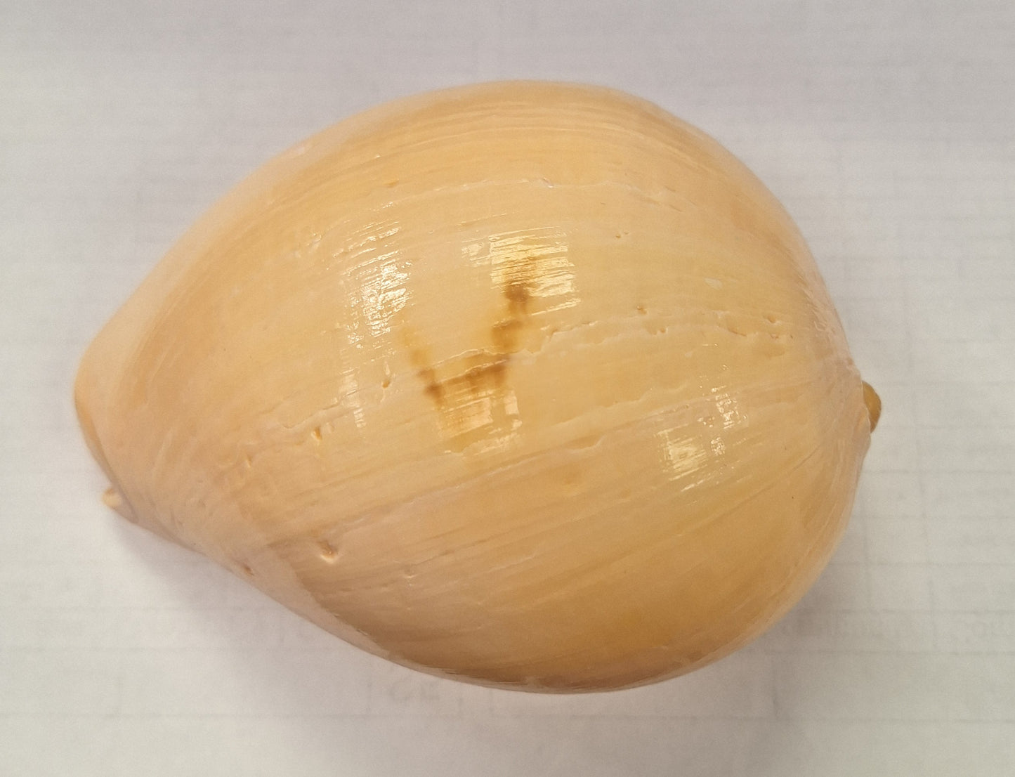 Shell, Large