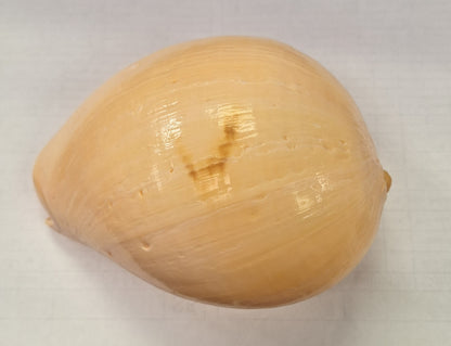 Shell, Large