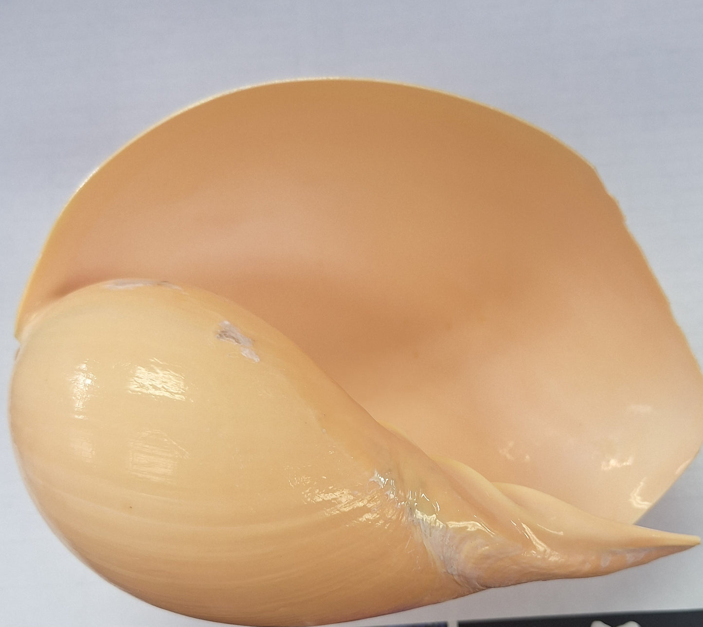 Shell, Large