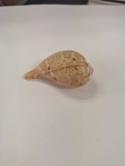 Shell,  Periwinkle