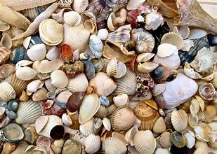 Seashells for workings, various - .5" inch and under