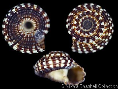 Shell, Clanculus Berthelotii