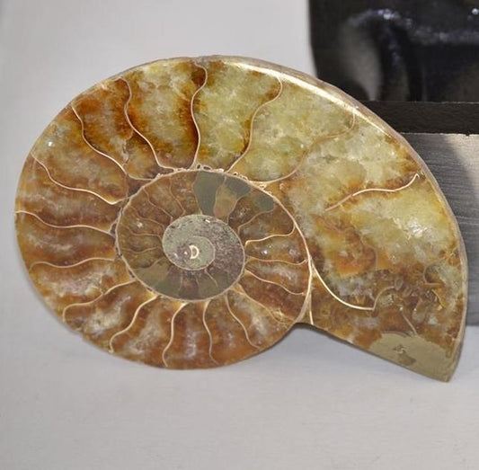 Fossil, Ammonites Lg 4.5" To 5"