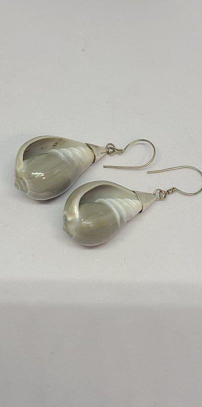 Earrings, Sterling Silver and Natural Seashell