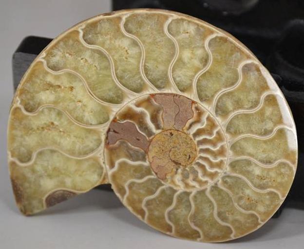Fossil, Ammonites Lg 4.5" To 5"