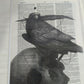 Art Prints on Dictionary Pages: Raven