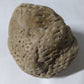Petrified coral # .96
