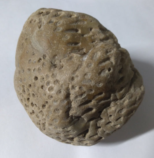 Petrified coral # .96