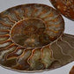 Fossil, Ammonites Med 3" To 4"