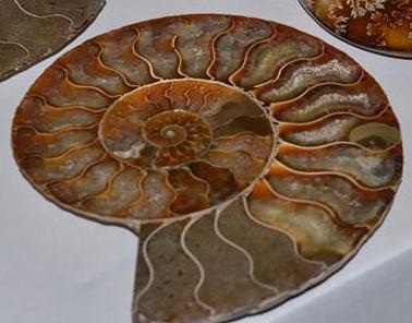 Fossil, Ammonites Med 3" To 4"