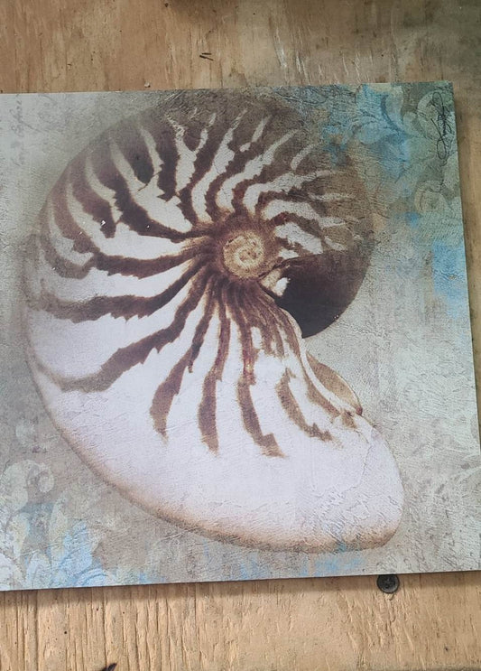 Nautilus Shell Wall Art