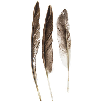 Smudging Feather, Duck Wing Quill