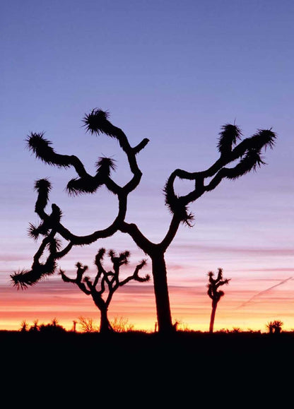 Joshua Tree Hardcover Ruled Journal: Art Wolfe Signature Edition