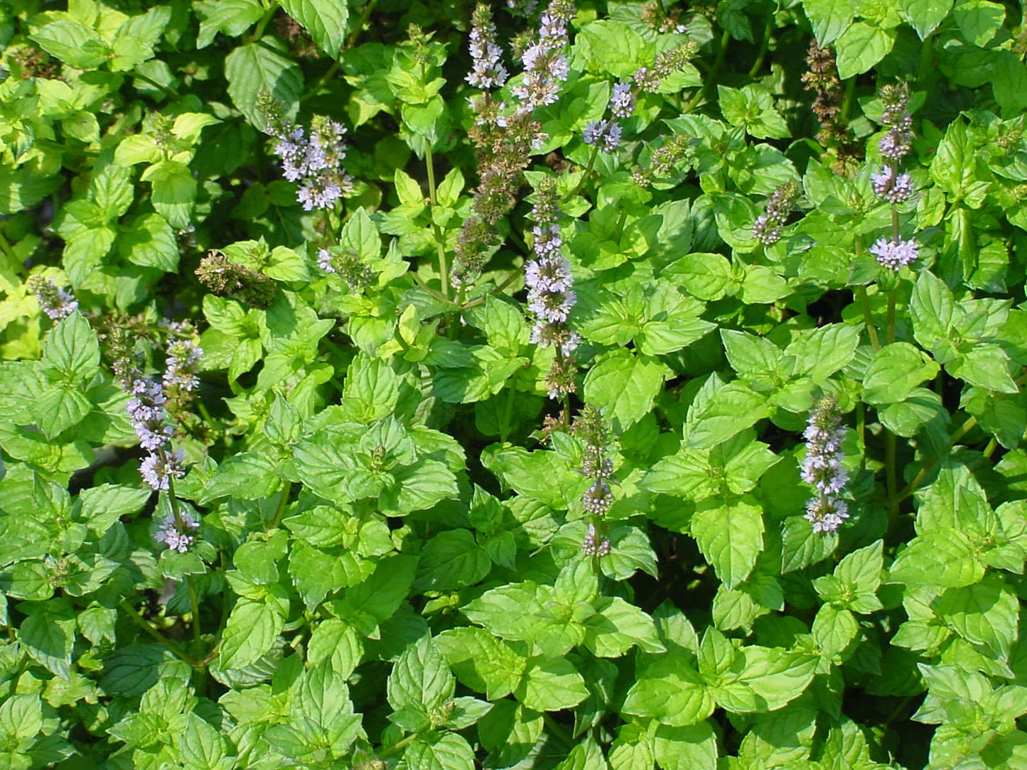 Mint - Berries and Cream (Mentha 'Berries and Cream')