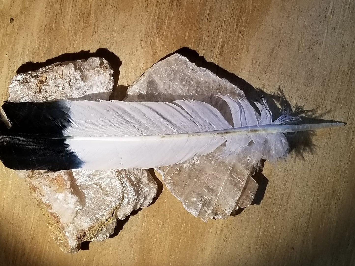 Smudging Feather Black and White