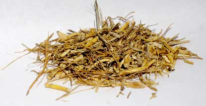 Witch Grass (Agropyron repens)