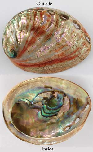 Burner, Abalone Red Shell Mini