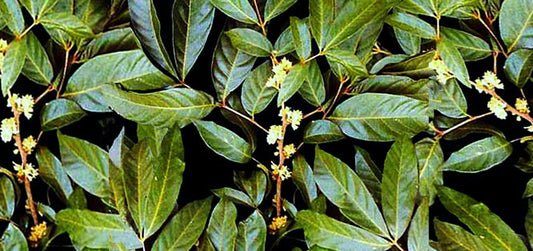 Muira Puama (Ptychopetalum olacoides)