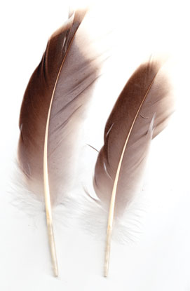 Smudging Feather Natural Goose