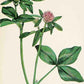 Red Clover (Trifolium prutense) - Bring Luck and Protection to your workings