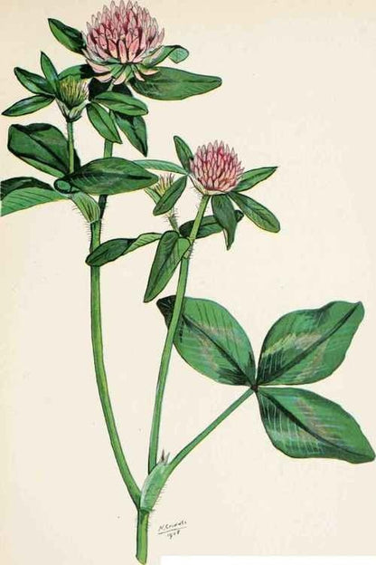 Red Clover (Trifolium prutense) - Bring Luck and Protection to your workings