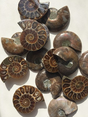 Fossil, Ammonites Under 2"