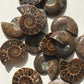 Fossil, Ammonites Under 1"