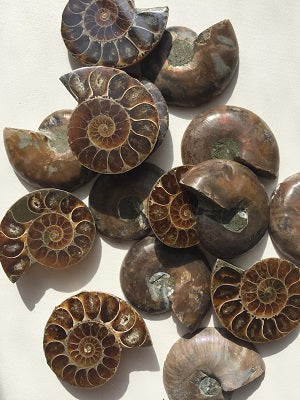 Fossil, Ammonites Under 1"