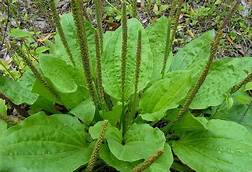 Plantain (Plantago major)