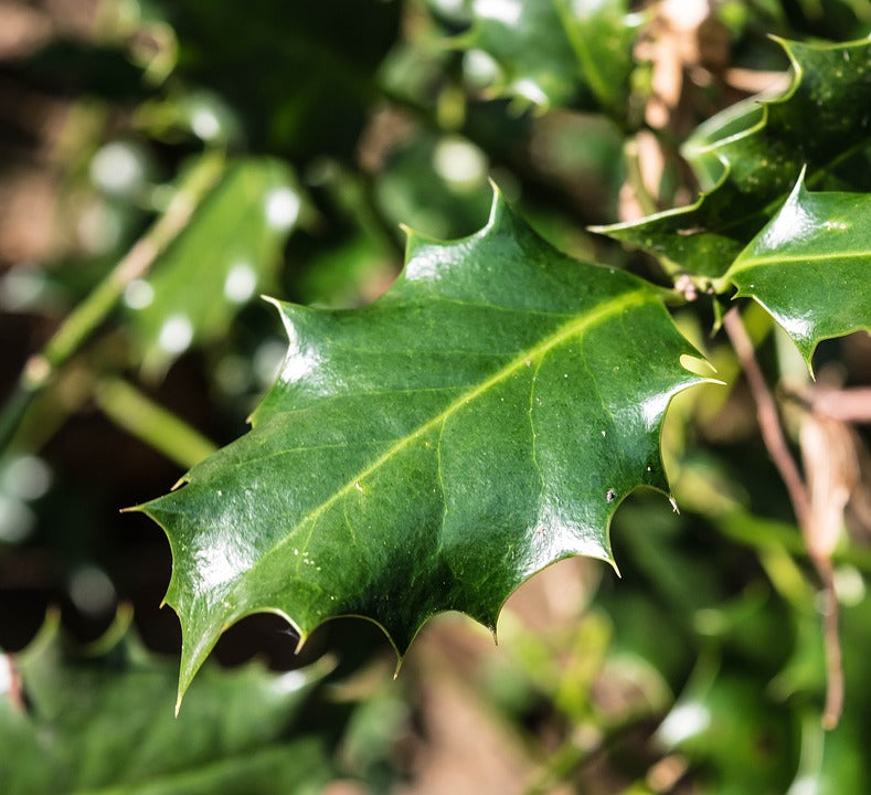 Holly Leaf, cut (Ilex aquifolium)