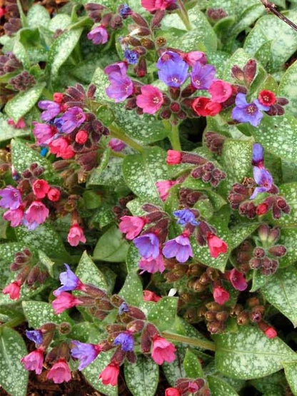 Lungwort (Pulmonaria officinalis)