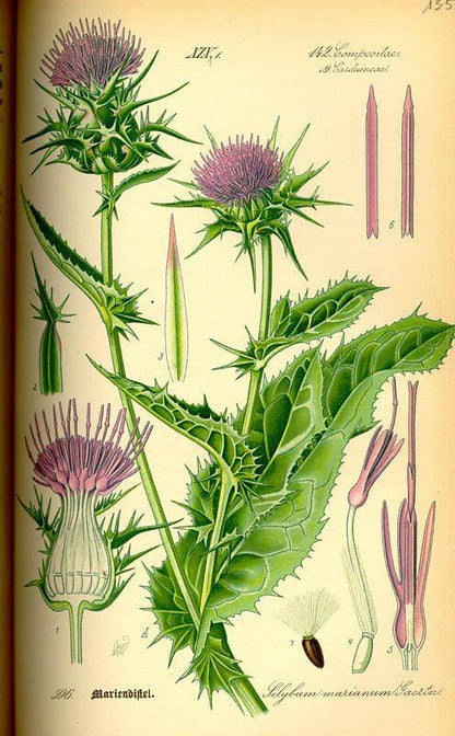 Milk Thistle Seed, Whole (Silybum marianum)