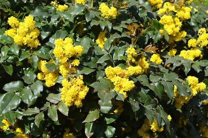 Oregon Grape Root (Berberis Aquafolium)