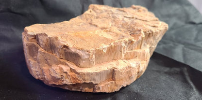 Specimen, Petrified Wood