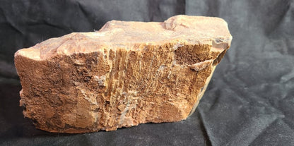 Specimen, Petrified Wood # 3.77