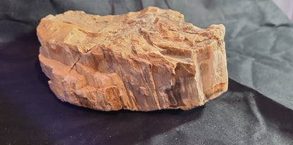 Specimen, Petrified Wood