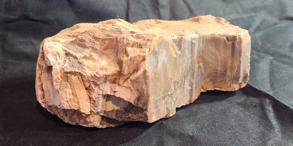 Specimen, Petrified Wood