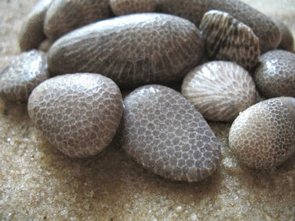 Tumbled, Petoskey stone