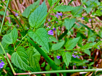 Skullcap (Scutellaria)