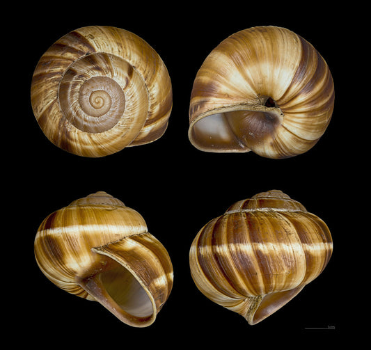 Shell, Turkish Snail (Helix lucorum)