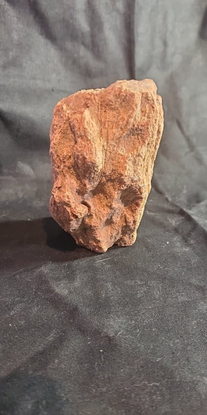 Specimen, Petrified Wood