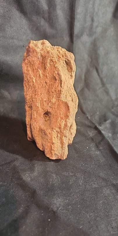 Specimen, Petrified Wood